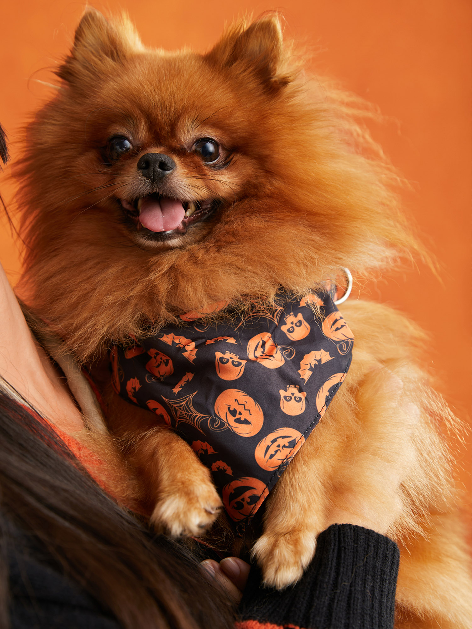 Jack-o-Lantern Pet Bandana