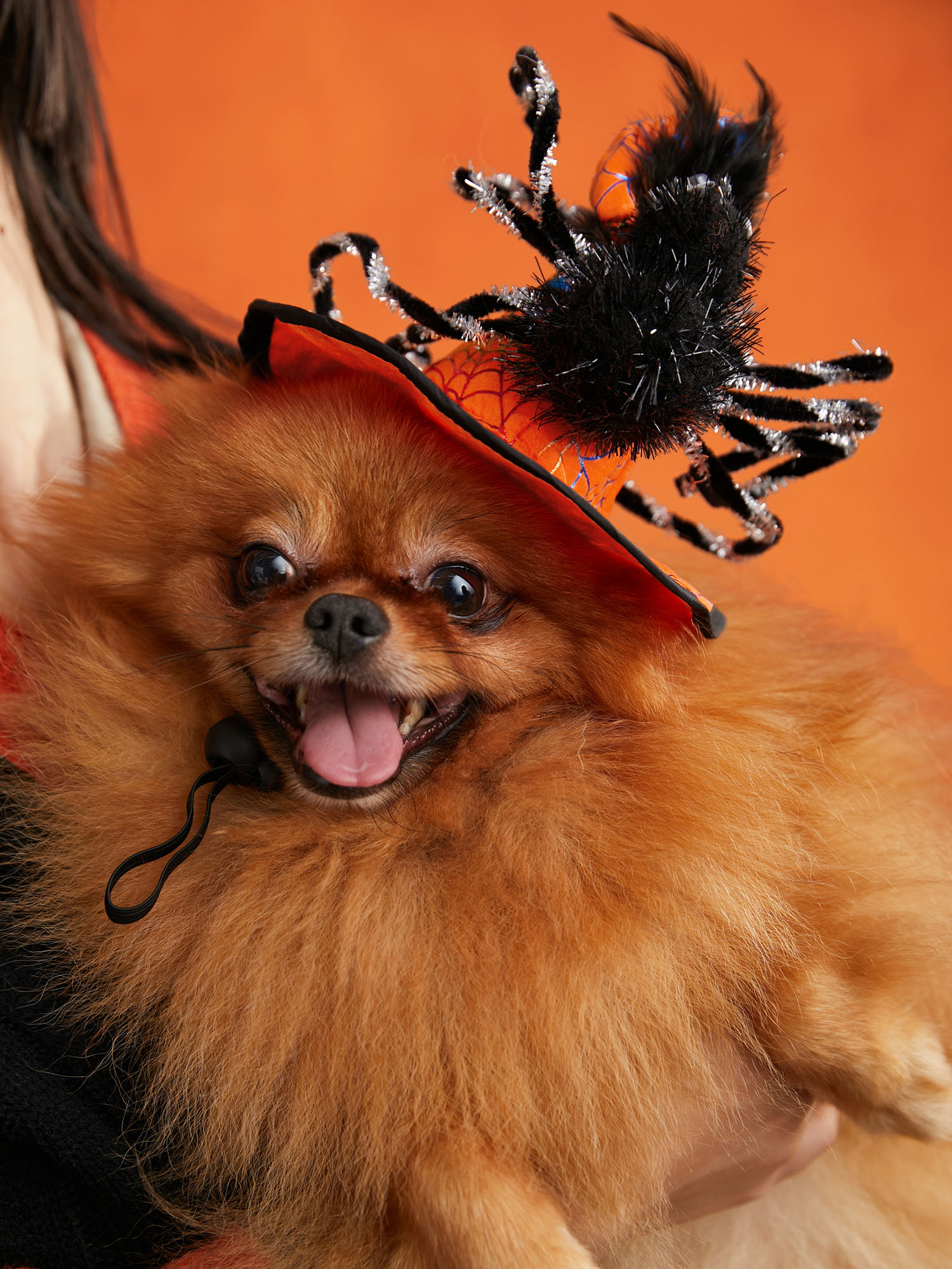 Spider Witch Hat for Pets