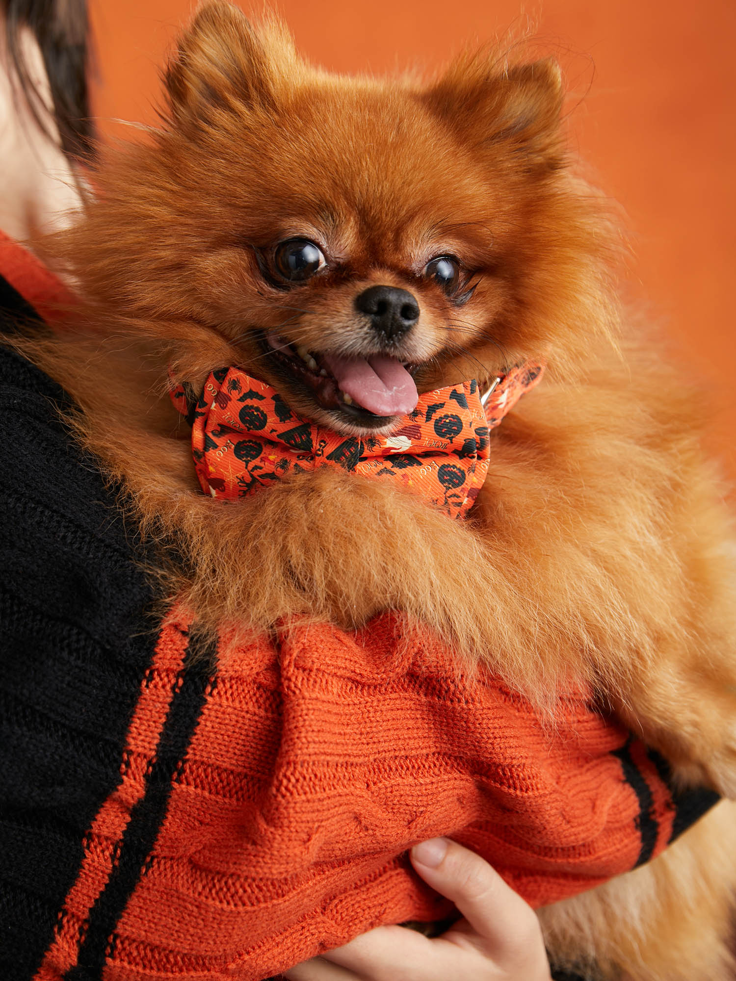 Jack-O-Lantern Pattern Bow Pet Collar